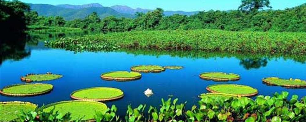 a safari adventure, brazil 